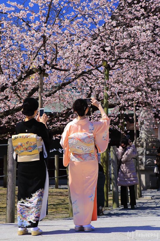 揭秘日本樱花观赏攻略，日本樱花VPN不可或缺的秘密,樱花美景,日本樱花vpn,VPN的,第1张