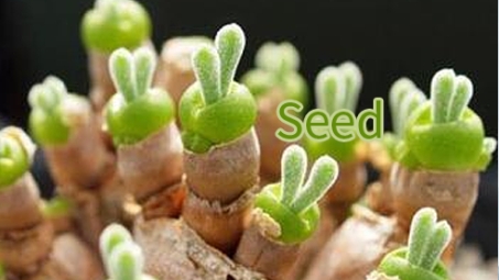 突破Seed局限，揭秘高效VPN服务新境界