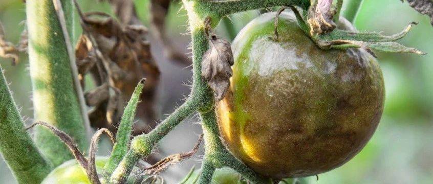 番茄VPN连接失败，原因剖析与修复攻略,文章目录概览：,tomato 无法连接vpn,VPN服,VPN的,检查VPN配置,第1张